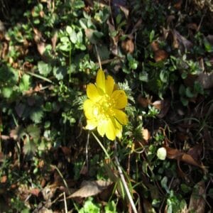 ミチノクフクジュソウの花