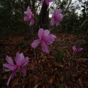 ミツバツツジの花