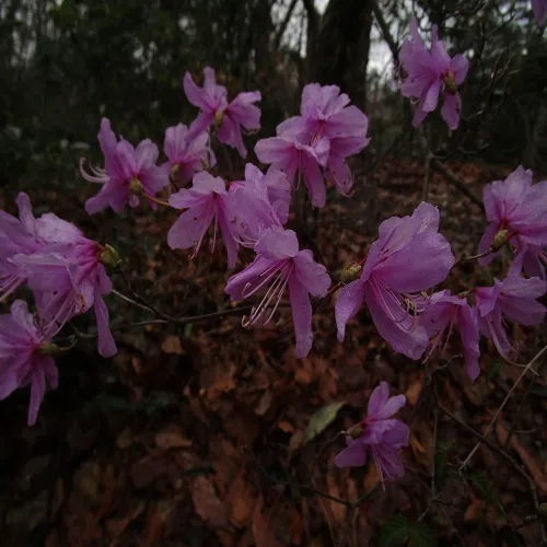 ミツバツツジの花