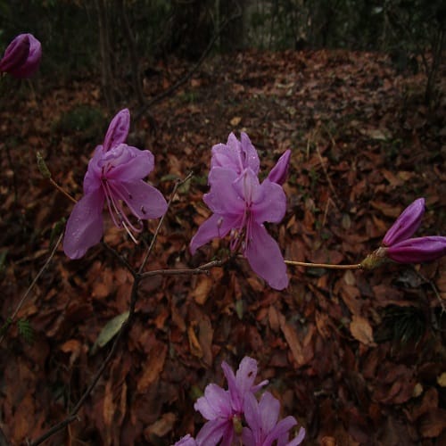 ミツバツツジの花