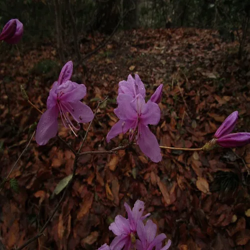 ミツバツツジの花