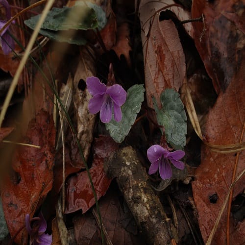 シハイスミレの花
