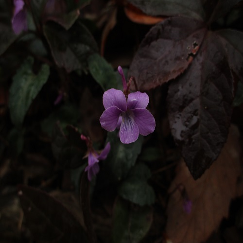 シハイスミレの花