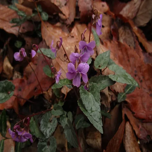 シハイスミレの花