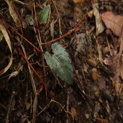 シハイスミレの葉