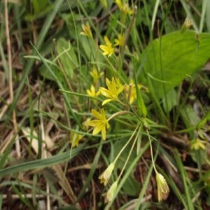 ヒメアマナの花
