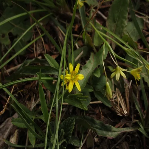ヒメアマナの花
