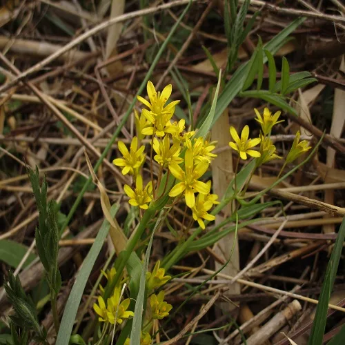 ヒメアマナの花