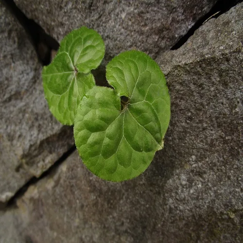 フタバアオイの葉