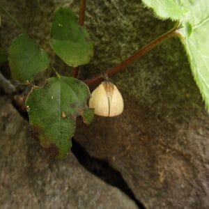 フタバアオイの花