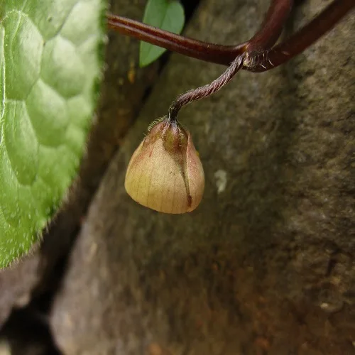 フタバアオイの花