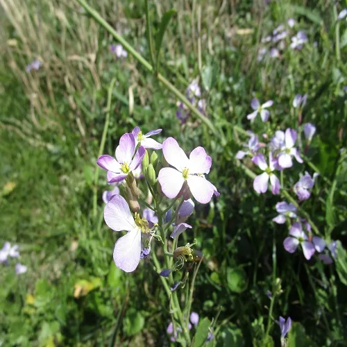 ハマダイコンの花