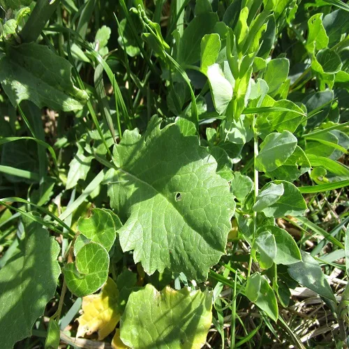 ハマダイコンの葉