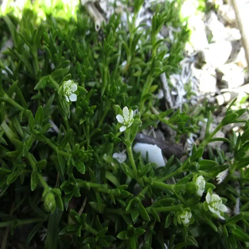 ハマツメクサの花