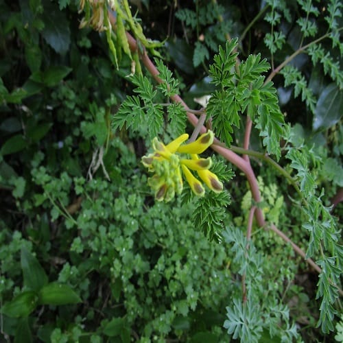 キケマンの花