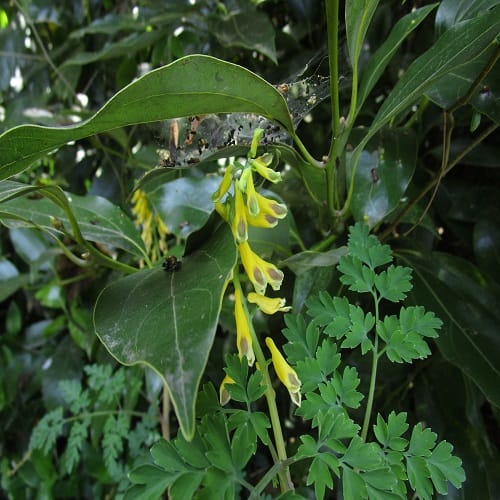 キケマンの花