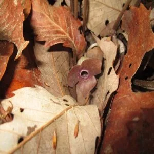 ランヨウアオイの花