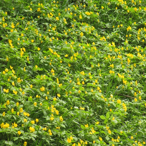 ヤマエンゴサクの花の大群落