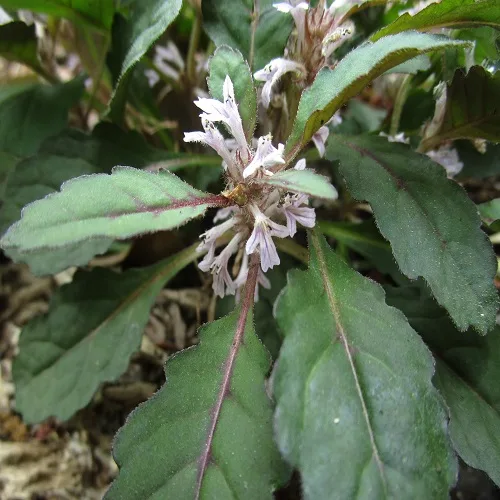 ツクバキンモンソウの花