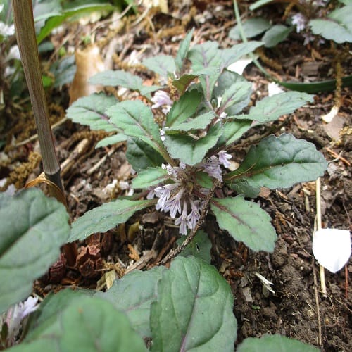 ツクバキンモンソウの花