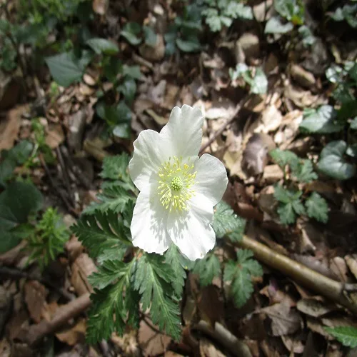 イチリンソウの花