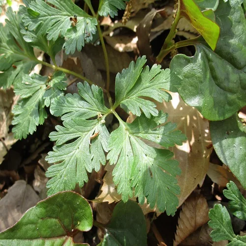 イチリンソウの葉