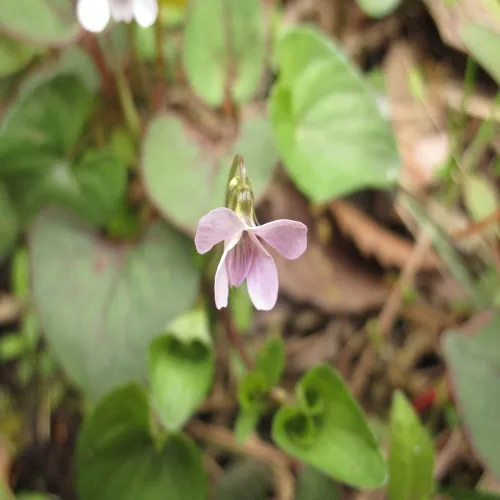 ムラサキコマノツメの花
