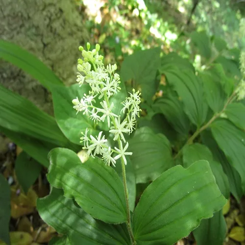 ユキザサの花