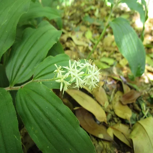 ユキザサの花
