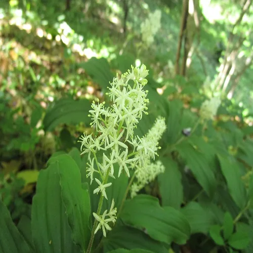 ユキザサの花