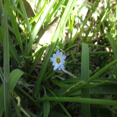 コケリンドウの花