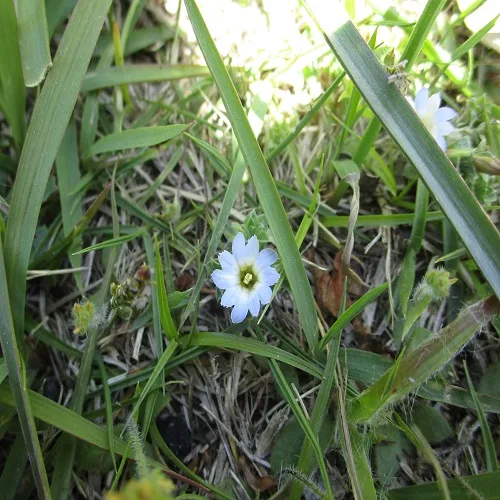コケリンドウの花
