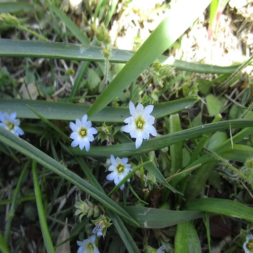 コケリンドウの花