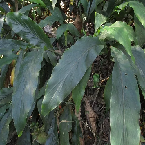 ハナミョウガの葉