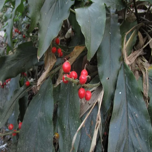 ハナミョウガの実