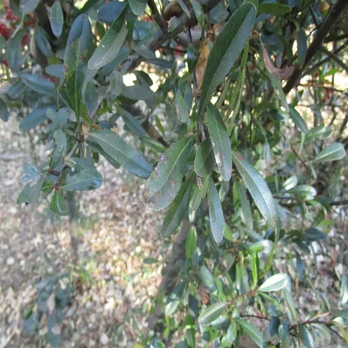 トキワサンザシの葉