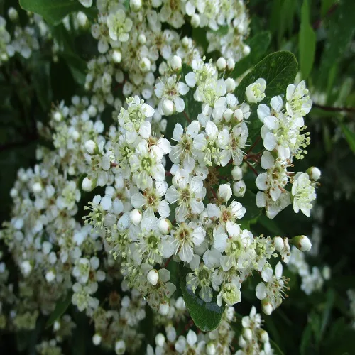 トキワサンザシの花