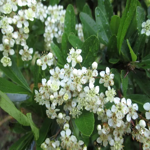 トキワサンザシの花