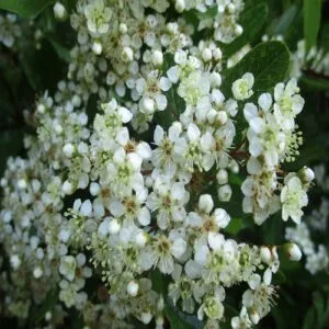 トキワサンザシの花