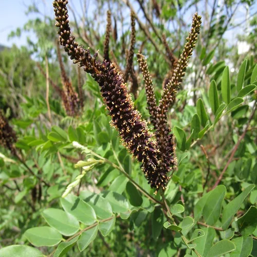 イタチハギの花
