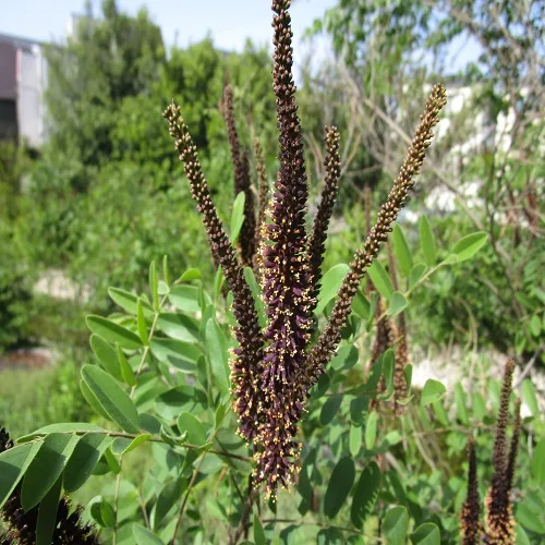 イタチハギの花