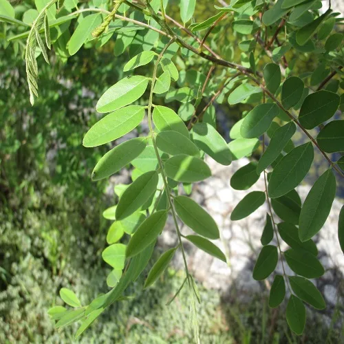 イタチハギの葉