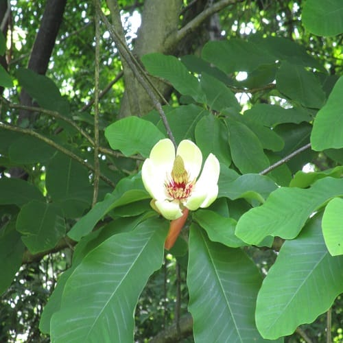 ホオノキの花