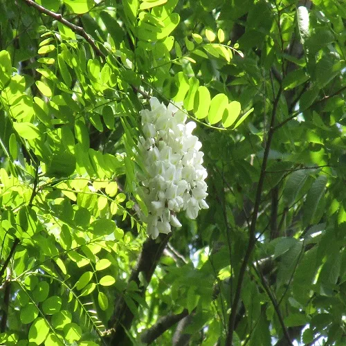 ハリエンジュの花