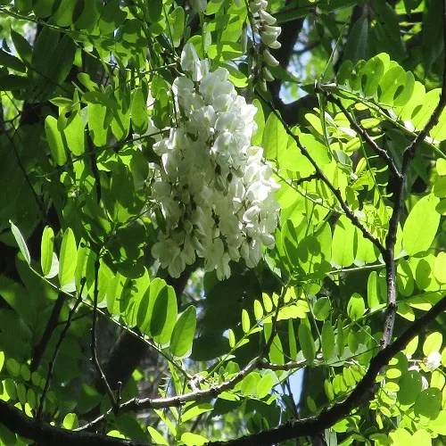 ハリエンジュの花