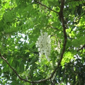 ハリエンジュの花