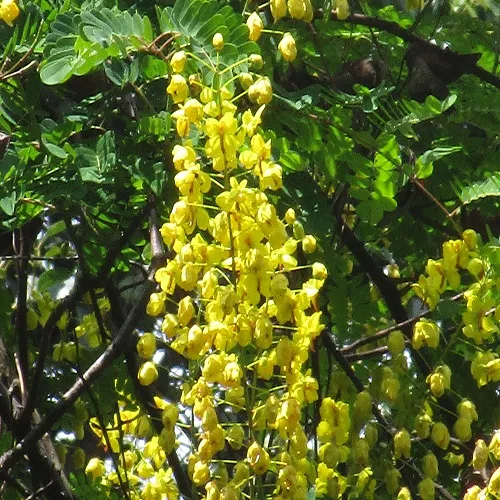 ジャケツイバラの花