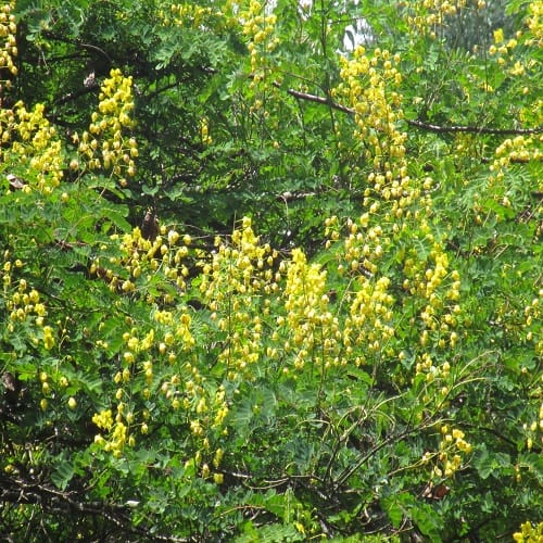 ジャケツイバラの群落