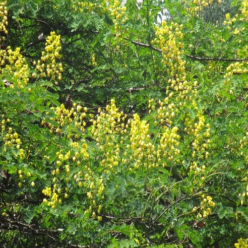 ジャケツイバラの群落