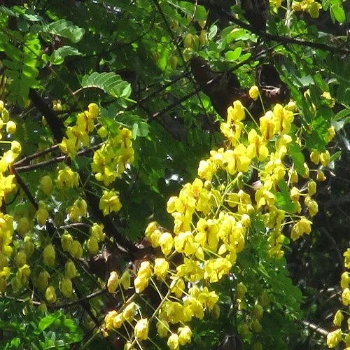 ジャケツイバラの花